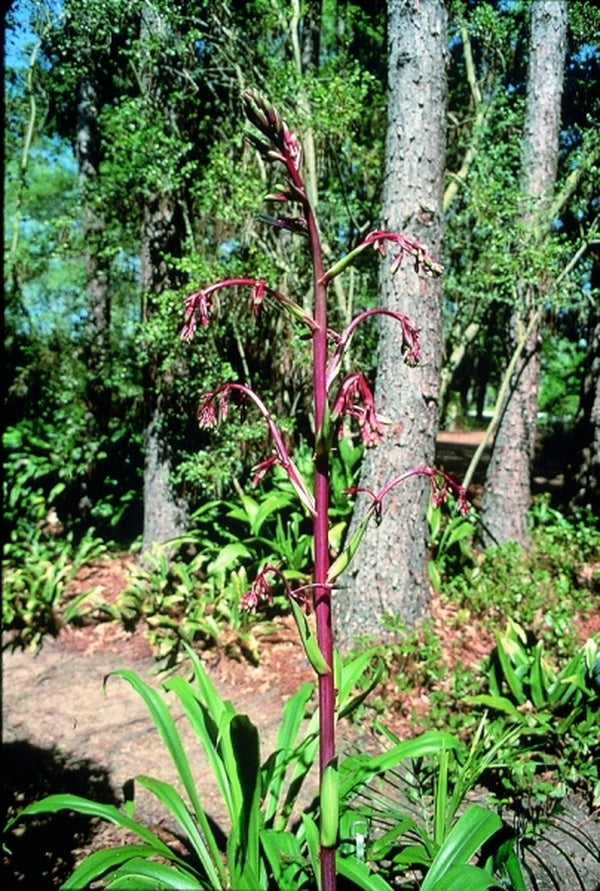 Image of Beschorneria septentrionalis 'Fairey Christmas' taken at Yucca Do Nursery, TX