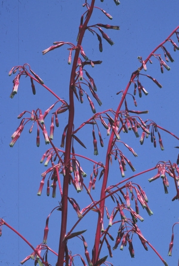 Image of Beschorneria septentrionalis 'Fairey Christmas' taken at Juniper Level Botanic Gdn, NC by JLBG