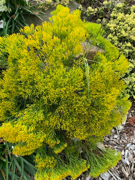 Image of Bigelowia nuttallii taken at Juniper Level Botanic Garden, Raleigh NC by Lidia Churakova