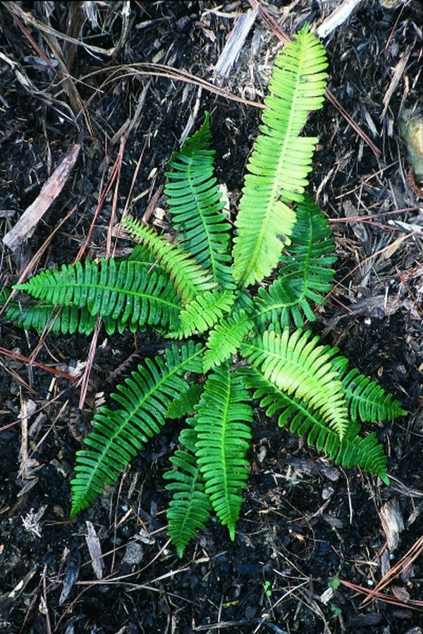 Image of Blechnum nipponicum taken at Juniper Level Botanic Gdn, NC by JLBG