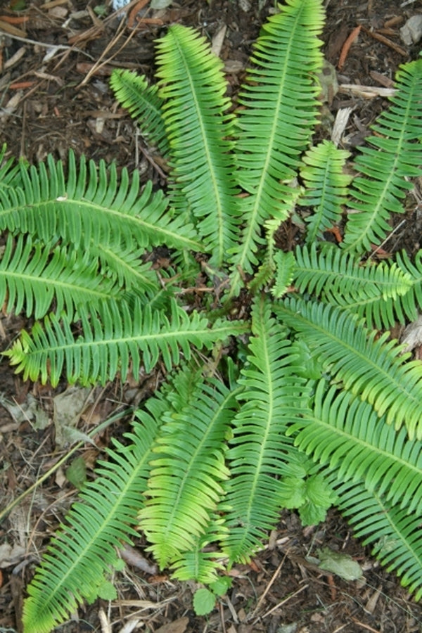 Image of Blechnum nipponicum taken at Juniper Level Botanic Gdn, NC by JLBG