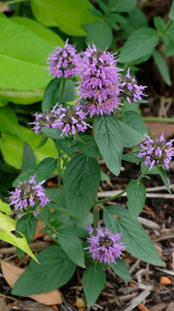 Image of Blephilia ciliata taken at Juniper Level Botanic Gdn, NC by JLBG