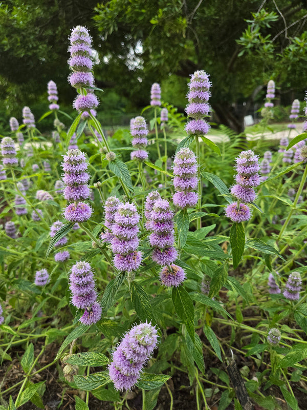 Image of Blephilia ciliata taken at Juniper Level Botanic Gdn, NC by JLBG
