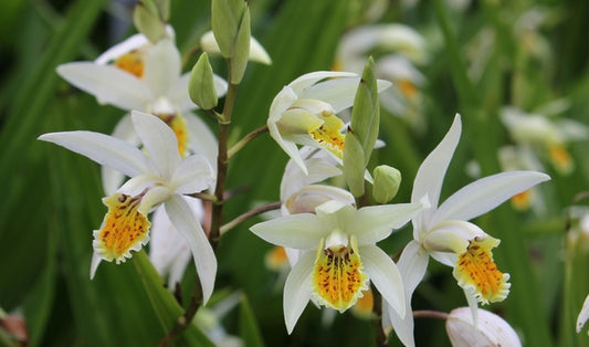 Image of Bletilla ochracea 'Oriental Gold'