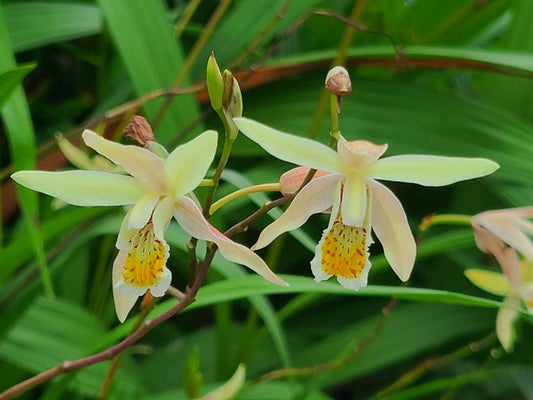 Image of Bletilla ochracea 'Summer Sunshine' taken at Juniper Level Botanic Gdn, NC by JLBG