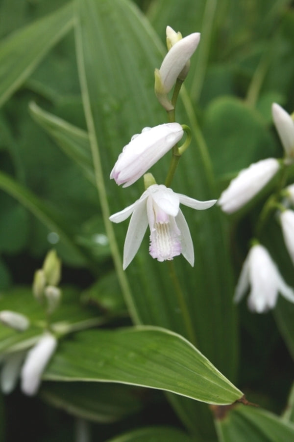 Image of Bletilla striata 'First Kiss' taken at Juniper Level Botanic Gdn, NC by JLBG