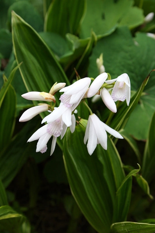 Image of Bletilla striata 'First Kiss'