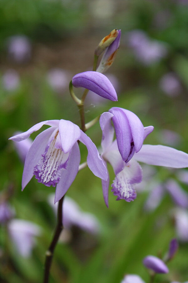 Image of Bletilla striata 'Soryu' taken at Juniper Level Botanic Gdn, NC by JLBG