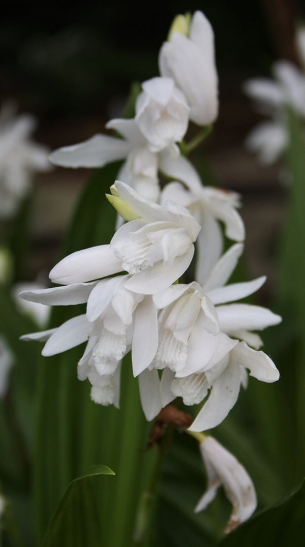 Image of Bletilla striata 'White Pearl' taken at Juniper Level Botanic Gdn, NC by JLBG