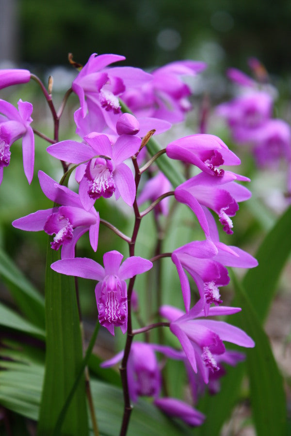 Image of Bletilla striata taken at Juniper Level Botanic Gdn, NC by JLBG