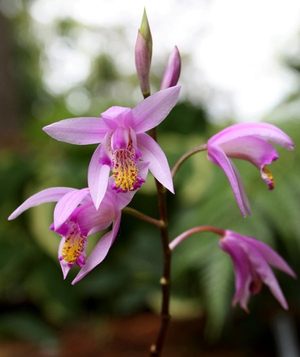 Image of Bletilla x yokohama 'Kate' PP 19,878 taken at Juniper Level Botanic Gdn, NC by JLBG
