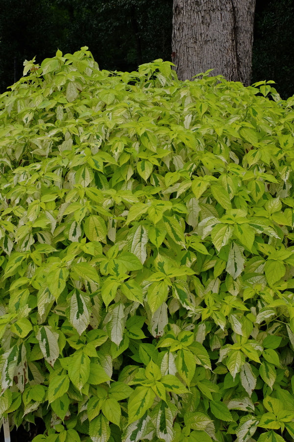 Image of Boehmeria nivea 'Solar Eclipse'