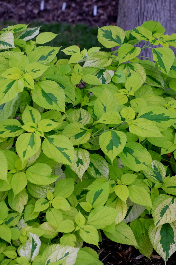 Image of Boehmeria nivea 'Solar Eclipse' taken at Juniper Level Botanic Gdn, NC by JLBG