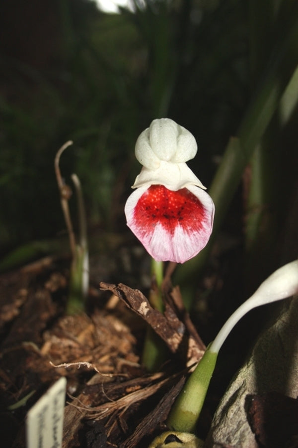 Image of Boesenbergia hamiltonii taken at Juniper Level Botanic Gdn, NC by JLBG