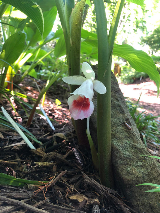 Image of Boesenbergia hamiltonii taken at Juniper Level Botanic Gdn, NC by JLBG