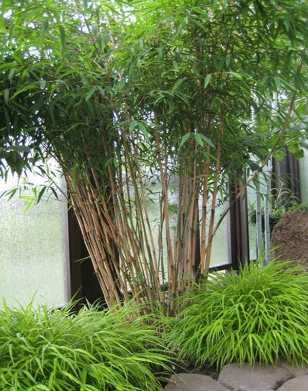 Image of Borinda macclureana taken at Boo Shoots, WA by Boo-Shoot Gardens