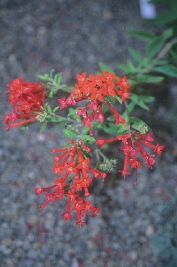 Image of Bouvardia ternifolia 'Scarlet Hummer' taken at Juniper Level Botanic Gdn, NC by JLBG