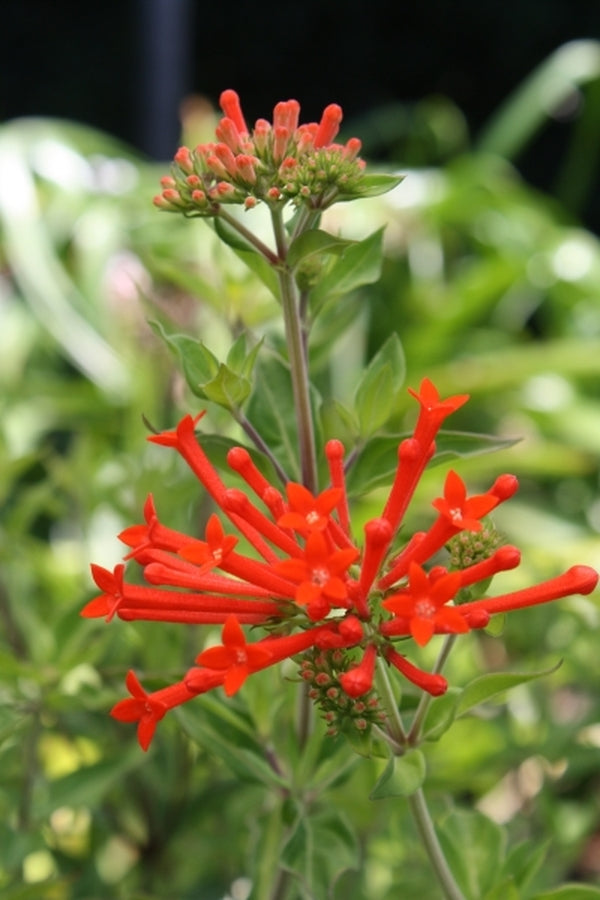 Image of Bouvardia ternifolia 'Scarlet Hummer' taken at Juniper Level Botanic Gdn, NC by JLBG