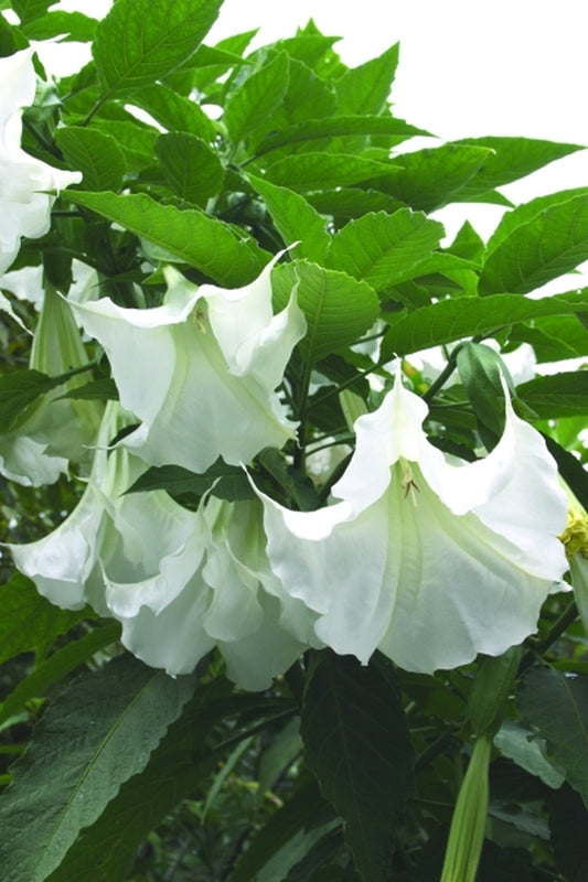 Image of Brugmansia 'Betty Marshall' taken at Juniper Level Botanic Gdn, NC by JLBG