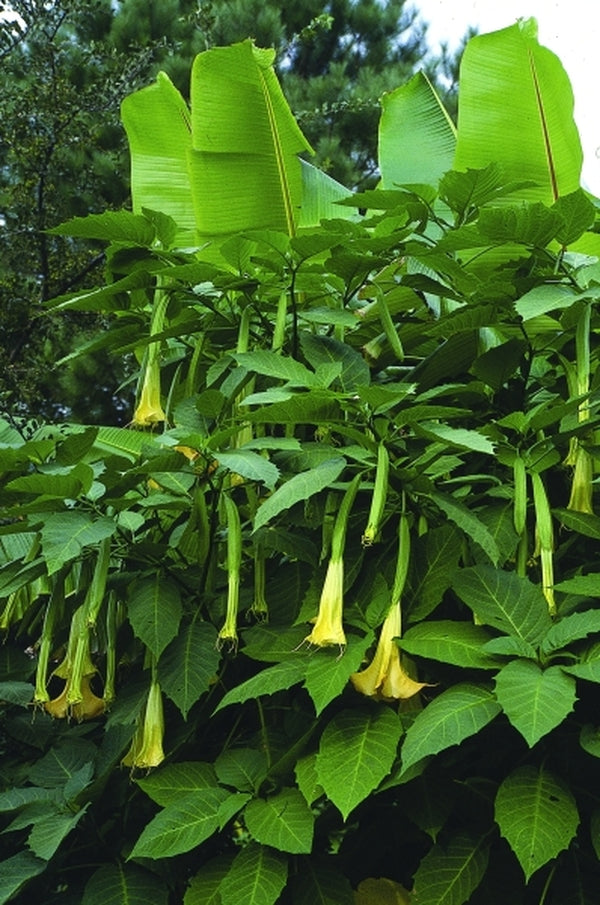 Image of Brugmansia 'Charles Grimaldi' taken at Juniper Level Botanic Gdn, NC by JLBG