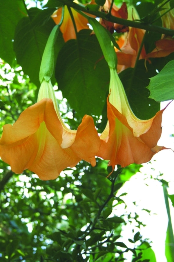 Image of Brugmansia 'Charles Grimaldi' taken at Juniper Level Botanic Gdn, NC by JLBG
