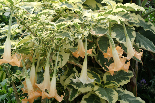 Image of Brugmansia 'Snowbank' by Terra Nova Nurseries
