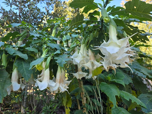 Image of Brugmansia x candida 'Double White' taken at Juniper Level Botanic Gdn, NC by JLBG