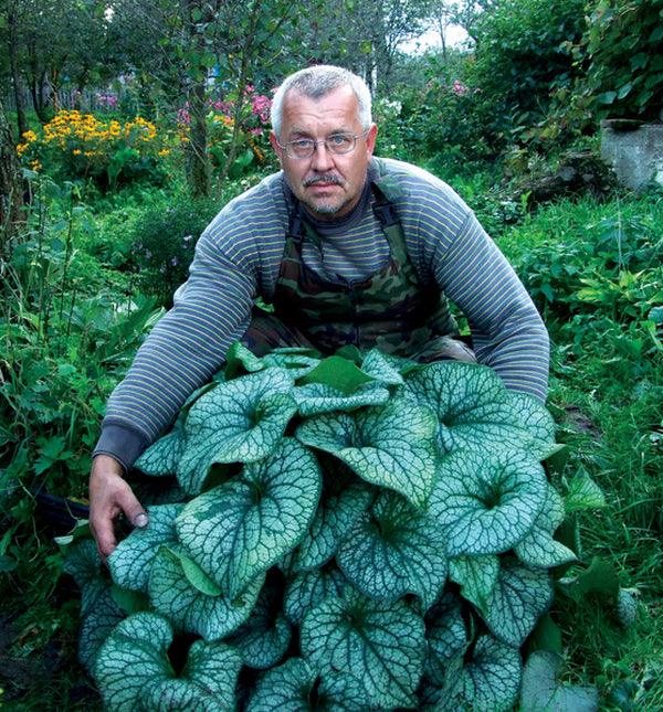 Image of Brunnera macrophylla 'Alexander's Great' PP 25,789 taken at Zukeivich Gdn, BGL by Terra Nova Nurseries