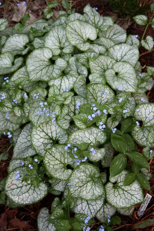 Image of Brunnera macrophylla 'Jack Frost' taken at Juniper Level Botanic Gdn, NC by JLBG