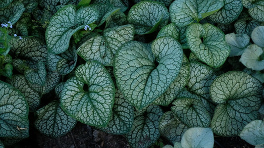 Image of Brunnera macrophylla 'Jack of Diamonds' PPAF taken at Walters Gardens, MI by Ball Horticultural Company