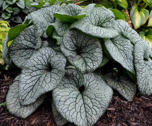 Image of Brunnera macrophylla 'Queen of Hearts' PP 32,737 taken at Walters Gardens, MI by Walters Gardens