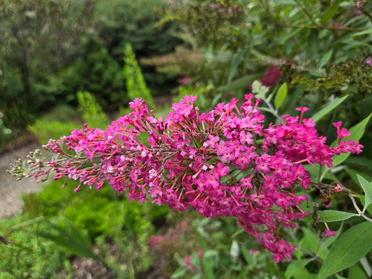 Image of Buddleia 'Cherry Royale' PP37116 taken at Juniper Level Botanic Gdn, NC by JLBG