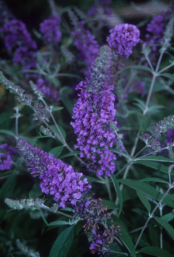 Image of Buddleia 'Ellen's Blue' taken at Juniper Level Botanic Gdn, NC by JLBG