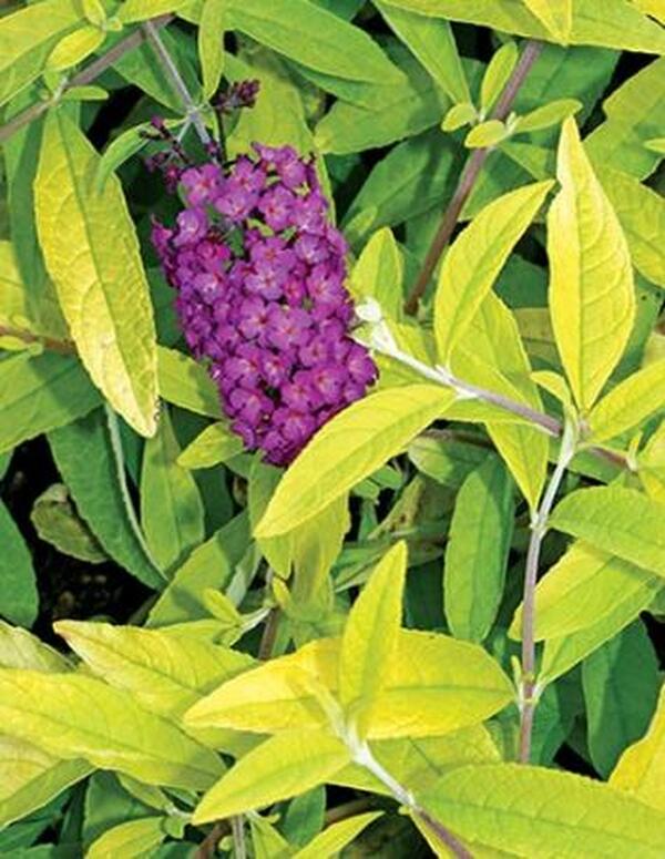 Image of Buddleia 'Evil Ways' taken at Juniper Level Botanic Gdn, NC by JLBG