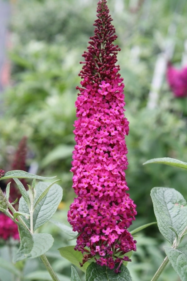 Image of Buddleia 'Miss Molly' PP 23,425 taken at Juniper Level Botanic Gdn, NC by JLBG