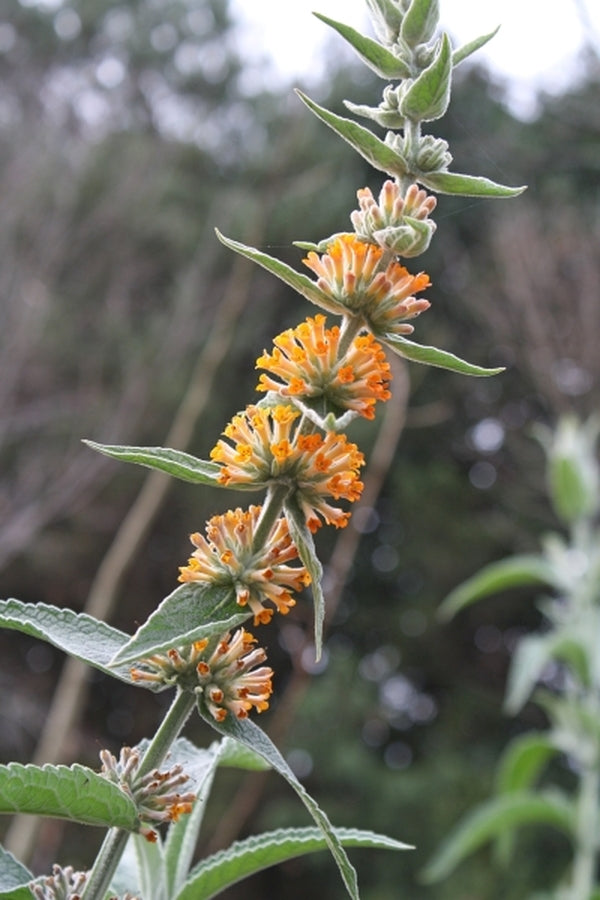 Image of Buddleia 'Orange Sceptre' taken at Juniper Level Botanic Gdn, NC by JLBG