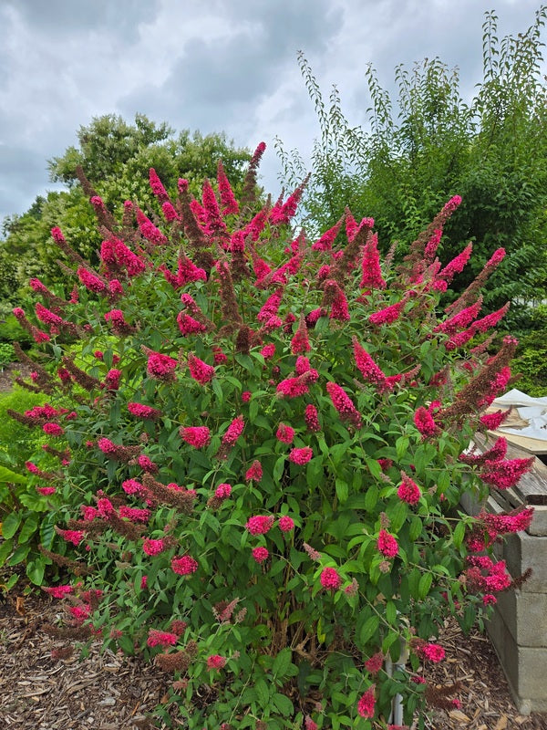 Image of Buddleia 'Prince Charming' PP 28,903 taken at Juniper Level Botanic Gdn, NC by JLBG