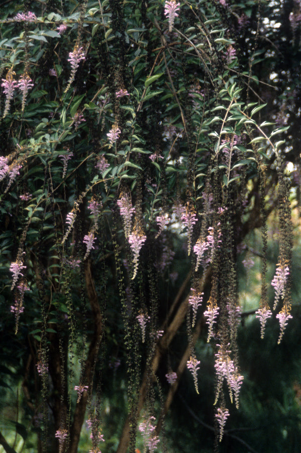 Image of Buddleia lindleyana taken at Juniper Level Botanic Gdn, NC by JLBG