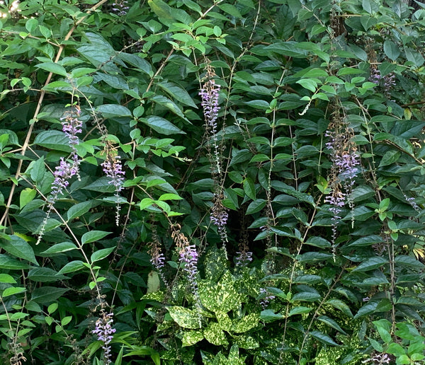 Image of Buddleia lindleyana taken at Juniper Level Botanic Gdn, NC by C. Hardison