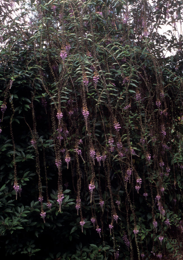 Image of Buddleia lindleyana taken at Juniper Level Botanic Gdn, NC by JLBG