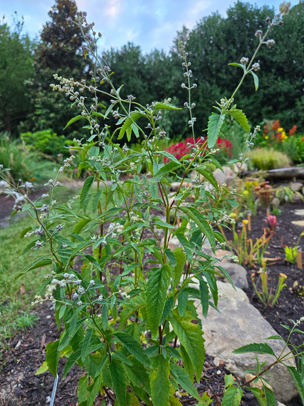 Image of Buddleia racemosa 'Dripping Springs' taken at Juniper Level Botanic Gdn, NC by JLBG