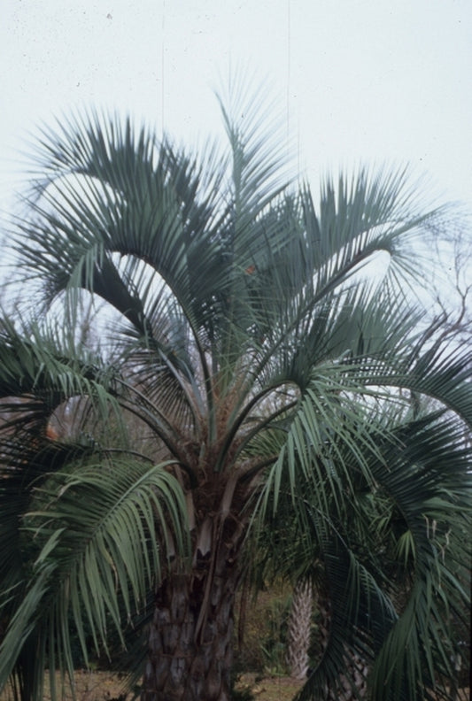 Image of Butia odorata taken at Gary's Nsy, NC