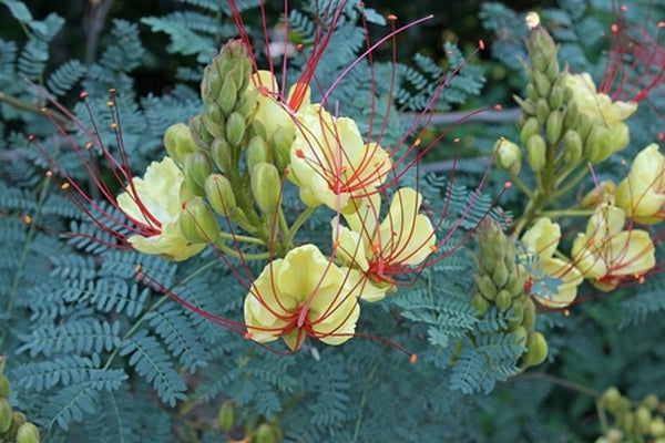 Image of Caesalpinia gilliesii