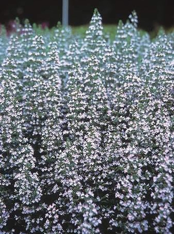 Image of Calamintha nepeta var. nepeta taken at North Creek Nurseries, PA