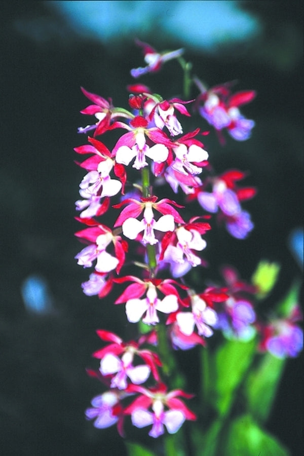 Image of Calanthe 'Kozu Spice' taken at Juniper Level Botanic Gdn, NC by JLBG