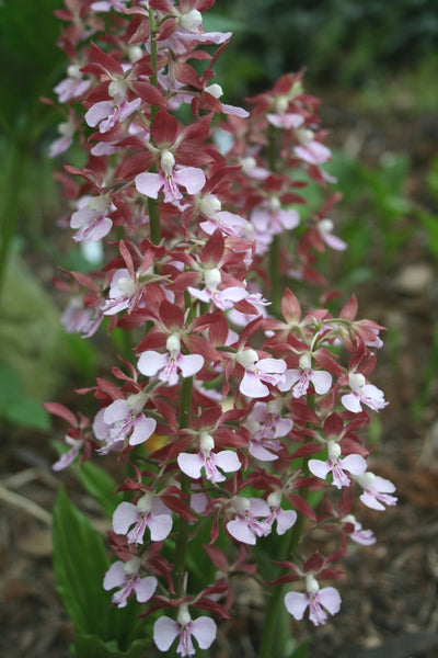その他 flower Florist Grove Garden - CA Grove Garden in T81-1 Artistry Zen その他