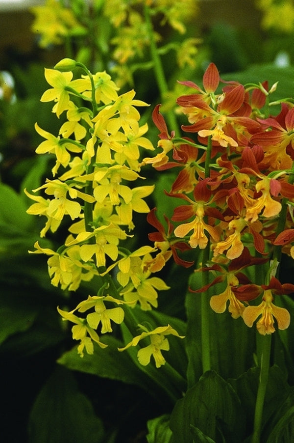 Image of Calanthe 'Takane' taken at Juniper Level Botanic Gdn, NC by JLBG
