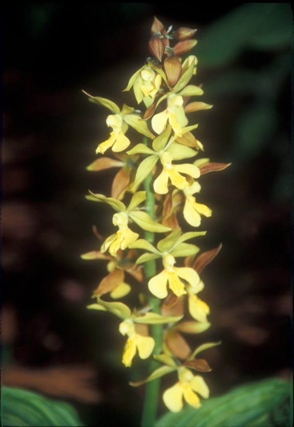 Image of Calanthe 'Takane' taken at Juniper Level Botanic Gdn, NC by JLBG