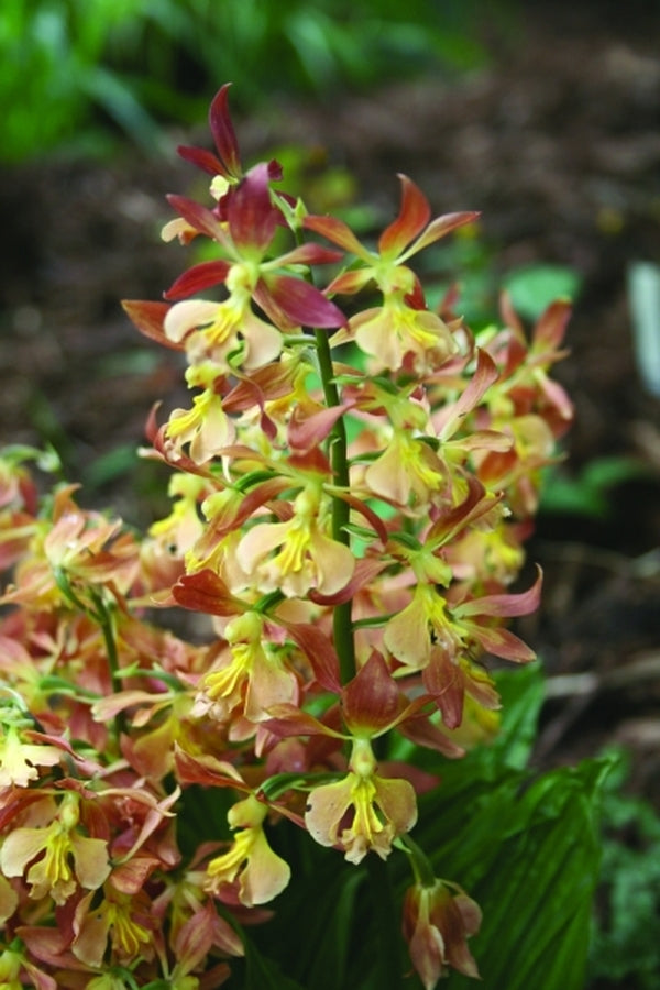 Image of Calanthe 'Takane' taken at Juniper Level Botanic Gdn, NC by JLBG