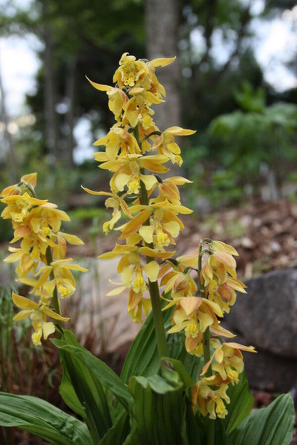 Image of Calanthe 'Takane' taken at Juniper Level Botanic Gdn, NC by JLBG